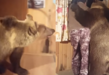 Nevjerovatna scena ! Medvjed ušao u sobu pa zatim uradio ovo…(VIDEO)