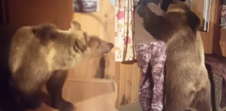 Nevjerovatna scena ! Medvjed ušao u sobu pa zatim uradio ovo…(VIDEO)