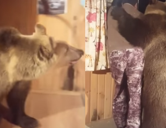 Nevjerovatna scena ! Medvjed ušao u sobu pa zatim uradio ovo…(VIDEO)
