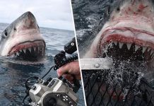 Pogledajte ovaj nevjerovatan trenutak kada je bijela ajkula iskočila iz vode