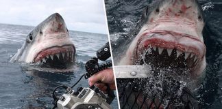 Pogledajte ovaj nevjerovatan trenutak kada je bijela ajkula iskočila iz vode