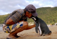 Nevjerovatna priča, spasio je pingvina a sada on prepliva preko 8000 kilometara svake godine da ga posjeti