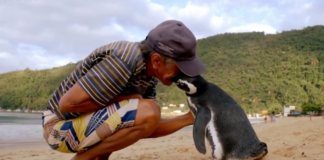 Nevjerovatna priča, spasio je pingvina a sada on prepliva preko 8000 kilometara svake godine da ga posjeti