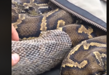 Nevjerovatan snimak Pitona koji “presvlači” svoju kožu (VIDEO)
