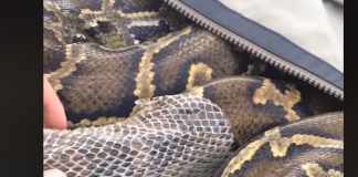 Nevjerovatan snimak Pitona koji “presvlači” svoju kožu (VIDEO)