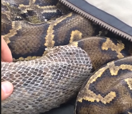 Nevjerovatan snimak Pitona koji “presvlači” svoju kožu (VIDEO)