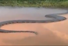 Plovili su rijekom a onda se ispred njih ukazala 10 m duga neman