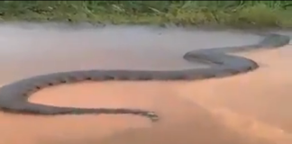 Plovili su rijekom a onda se ispred njih ukazala 10 m duga neman