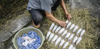 U Vijetnamu su pacovi omiljena hrana, a evo i zašto