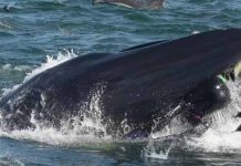 Nevjerovatan video zabilježen na obali, mušakarca progutao kit i ispljuno nazad (VIDEO)