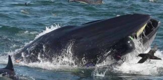 Nevjerovatan video zabilježen na obali, mušakarca progutao kit i ispljuno nazad (VIDEO)