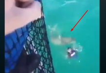 Skočio je sa broda da se malo okupa, međutim nije se nadao da iz dubine vreba strašna neman (VIDEO)