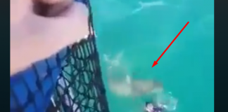 Skočio je sa broda da se malo okupa, međutim nije se nadao da iz dubine vreba strašna neman (VIDEO)