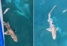 Snimili ajkulu u Jadranu, svi se uspaničili, evo gdje je snimljena