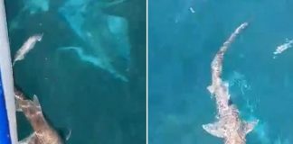 Snimili ajkulu u Jadranu, svi se uspaničili, evo gdje je snimljena