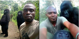 Neobične fotografije: Gorile pozirale za selfie sa rendžerima
