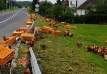 Kokoši ispale iz kamiona a onda je nastao haos, na sve strane se razletile