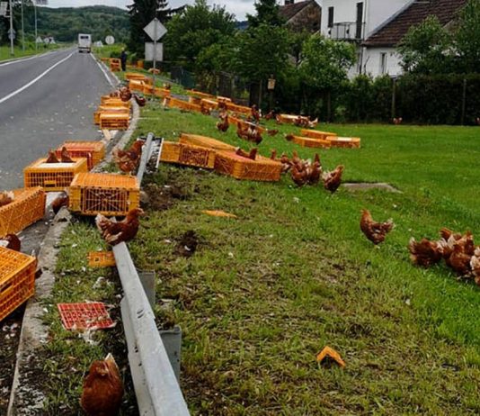 Kokoši ispale iz kamiona a onda je nastao haos, na sve strane se razletile
