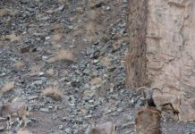 Samo genijalci mogu pronaći leoparda na ovoj slici, pogledajte da li ste vi među njima