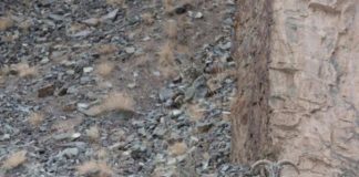 Samo genijalci mogu pronaći leoparda na ovoj slici, pogledajte da li ste vi među njima