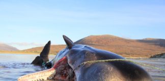 Kada su otvorili želudac ovog ogromnog kita, otkrili su nevjerovatne stvari, preko 100 kg plastike