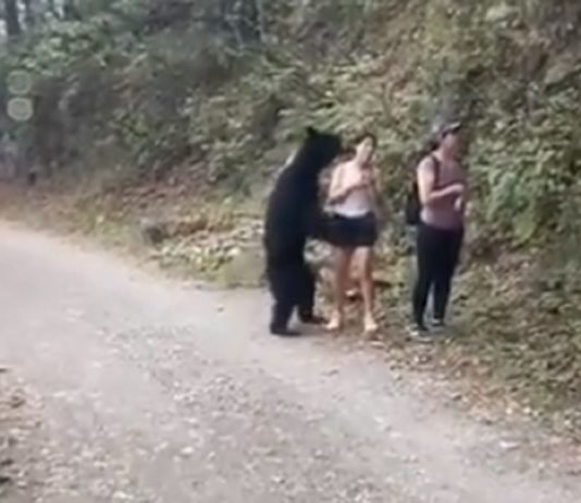 Turisti su pravili selfie u šumi, a onda im je se medvjed prišunjao iza leđa (VIDEO)