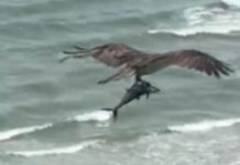 Nevjerovatan video: Orao se zaletio u vodu i zgrabio ajkulu