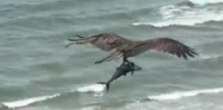 Nevjerovatan video: Orao se zaletio u vodu i zgrabio ajkulu