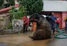 Radnici čistili kanalizaciju, ostali šokirani otkrićem “gigantskog štakora”