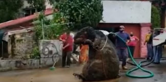 Radnici čistili kanalizaciju, ostali šokirani otkrićem “gigantskog štakora”