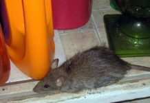 OVA BILJKA TJERA MIŠEVE, DRŽITE JE U KUĆI: Njen jak miris ODBIJA štetočine, bit ćete nam zahvalni!