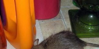 OVA BILJKA TJERA MIŠEVE, DRŽITE JE U KUĆI: Njen jak miris ODBIJA štetočine, bit ćete nam zahvalni!