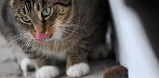 ZNATE LI ZAŠTO MAČKE DONOSE MIŠEVE VLASNICIMA? Postoji jako dobar razlog: EVO ŠTA VAM MAČKA POKUŠAVA REĆI