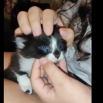 Donijela je kući mače a onda su se zaprepastili kada su shvatili da ima 3 oka (VIDEO)