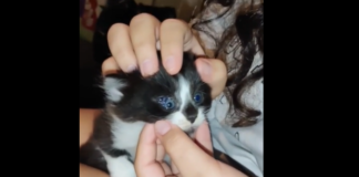 Donijela je kući mače a onda su se zaprepastili kada su shvatili da ima 3 oka (VIDEO)