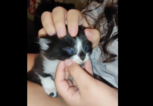 Donijela je kući mače a onda su se zaprepastili kada su shvatili da ima 3 oka (VIDEO)